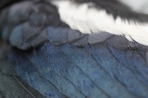 plumage de pie