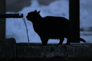 La fontaine et le chat