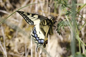 Machaon