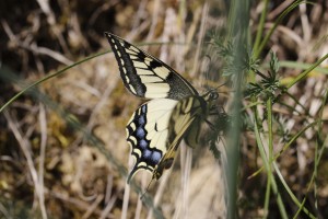 Machaon