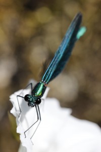 Demoiselle