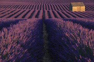 Plateau de Valensole