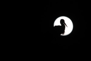 Cigogne blanche dans la Lune